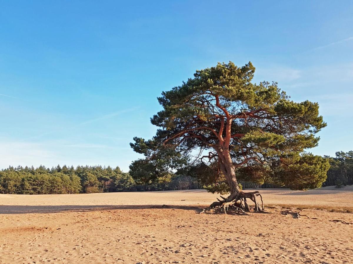 Cosy Wooden House Amid Woods In Soesterberg อูเทรคต์ ภายนอก รูปภาพ